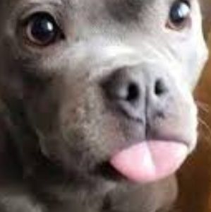 Meet your Posher, Tristan